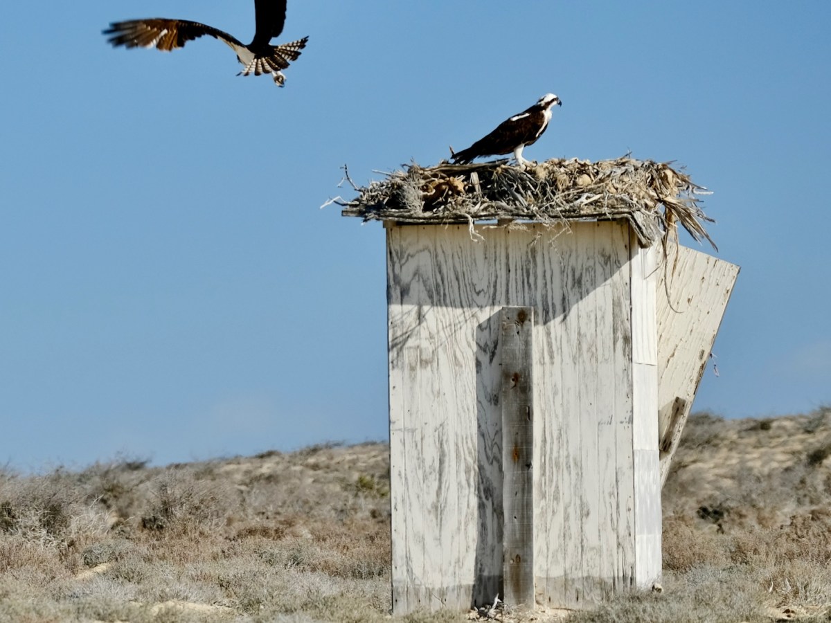 Baja California, Mexico and Grey&nbsp;Whales??