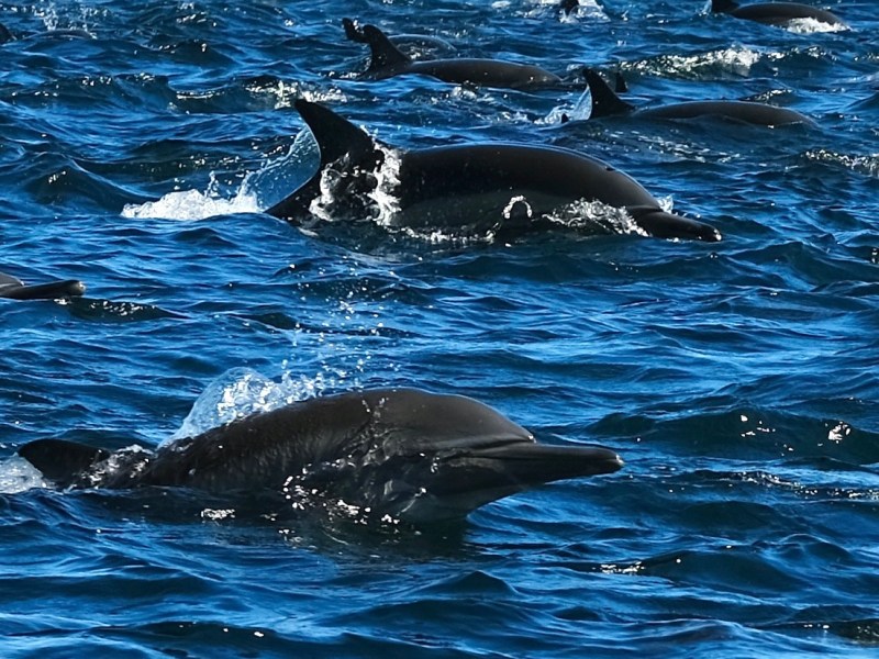 Is it possible to see too many whales or&nbsp;dolphins?