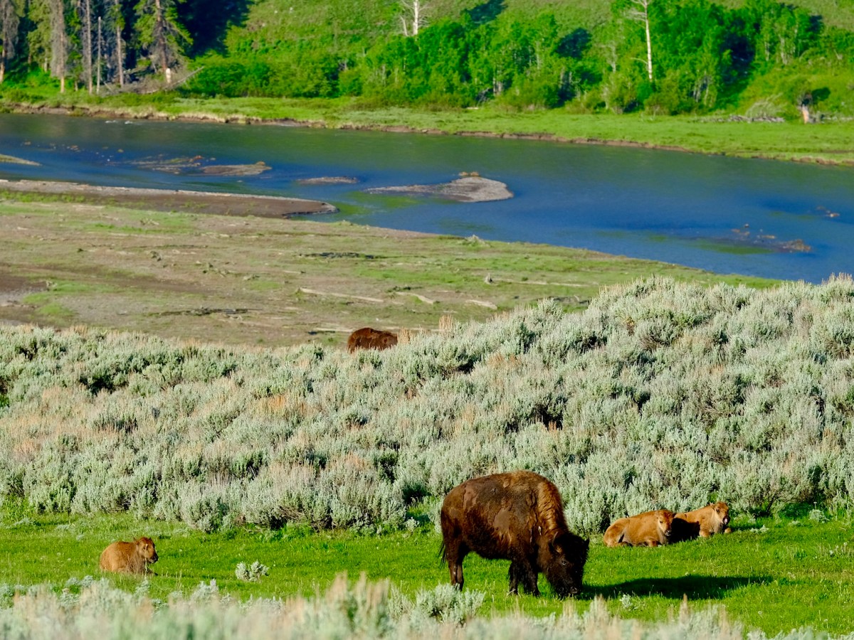 An ode to&nbsp;Yellowstone